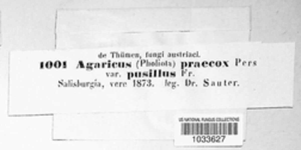 Agrocybe praecox image